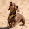 10 Reasons to Reconsider Miniature Dachshunds