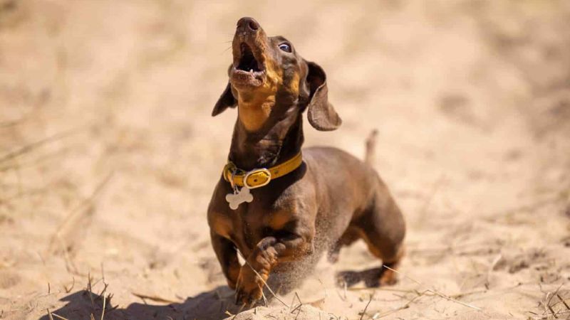 10 Reasons to Reconsider Miniature Dachshunds