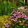 7 Most Beautiful Perennial Flowers to Plant in Your Garden