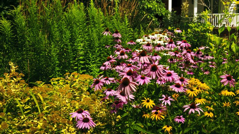 7 Most Beautiful Perennial Flowers to Plant in Your Garden