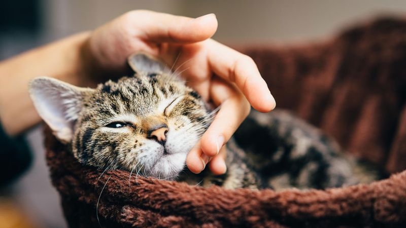 8 Cat Breeds With the Friendliest Personalities