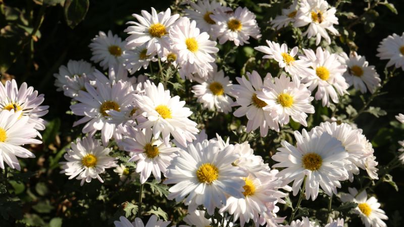 8 Most Aromatic Flowers to Grow in the Garden