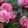 8 Plants You Should Never Grow Next to Roses