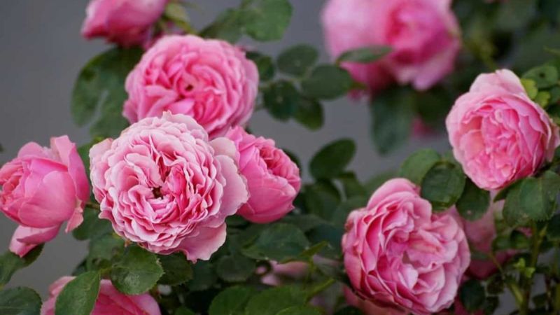 8 Plants You Should Never Grow Next to Roses