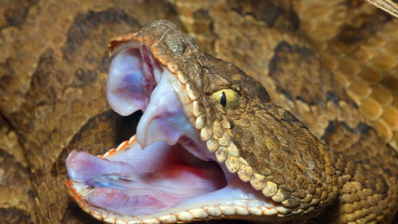 8 Things You Should Know About Rattlesnakes