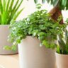 9 Low Maintenance Houseplants