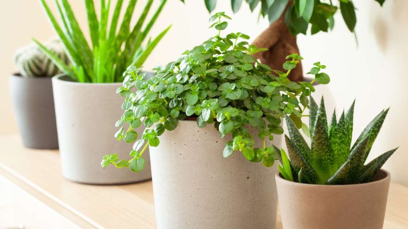 9 Low Maintenance Houseplants