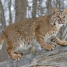 9 States Where Bobcats Are Common