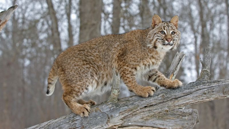 9 States Where Bobcats Are Common