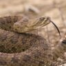 American States Where Rattlesnakes Are Found