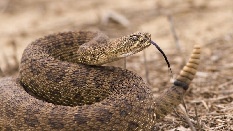 American States Where Rattlesnakes Are Found