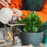Best Kitchen Plants That Will Brighten Your Space in an Instant