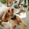 Best Pet Friendly Plants to Keep in Your House