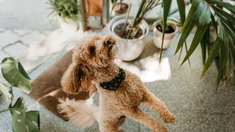 Best Pet Friendly Plants to Keep in Your House