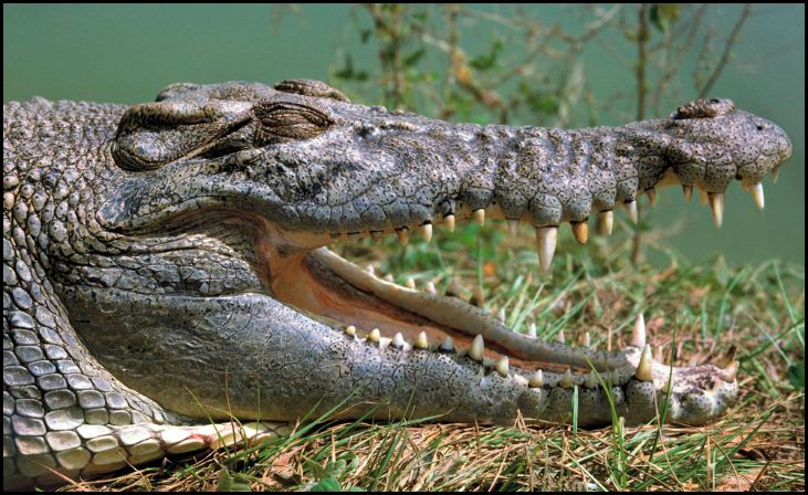 Brutus, the Enormous Australian Crocodile