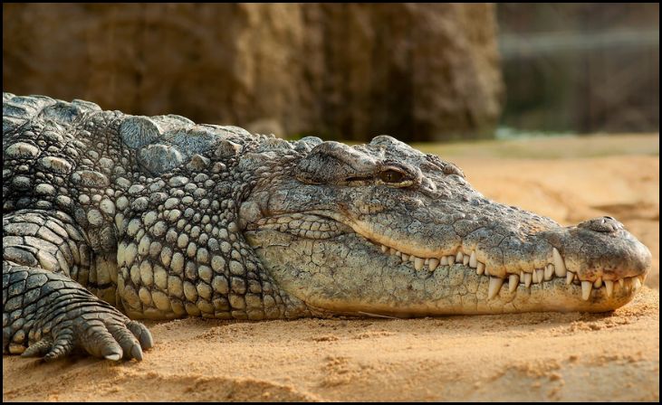 Gustave, the Legendary Nile Crocodile