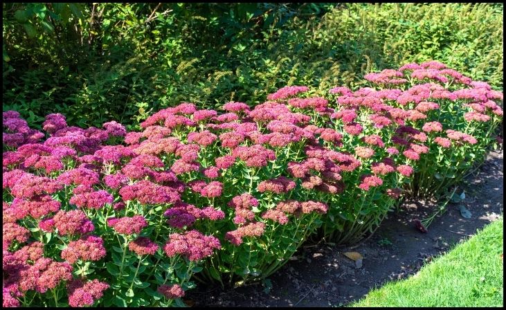 Top 10 Plants That Thrive in Sandy Soil