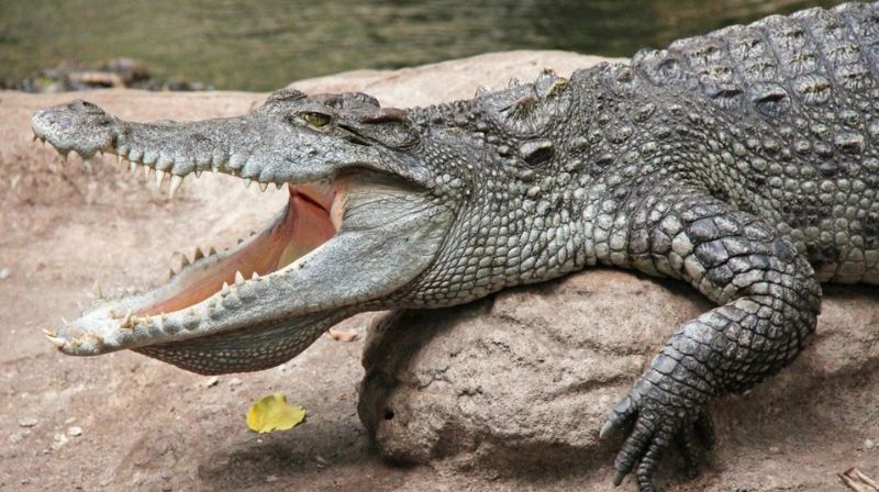 See the Record-Breaking 23-Foot Crocodile!