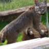 The United States’ Top 7 Most Likely Locations To See Bobcats