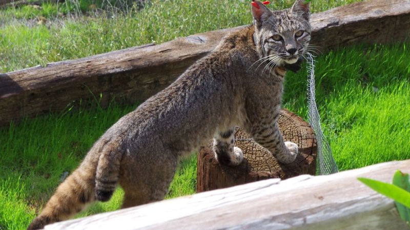 The United States’ Top 7 Most Likely Locations To See Bobcats