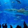 The World’s 8 Most Spectacular Aquariums