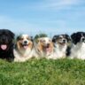 These Are The 7 Small Dogs That Don’t Shed