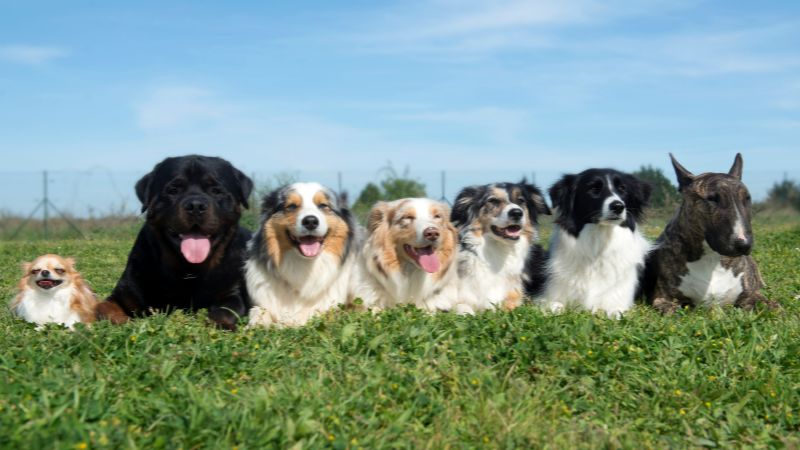 These Are The 7 Small Dogs That Don’t Shed