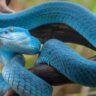 These Are The 9 Strongest Snakes In The World