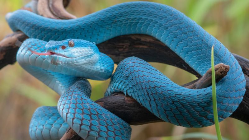 These Are The 9 Strongest Snakes In The World