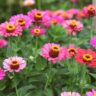 Top 10 Plants That Thrive in Sandy Soil