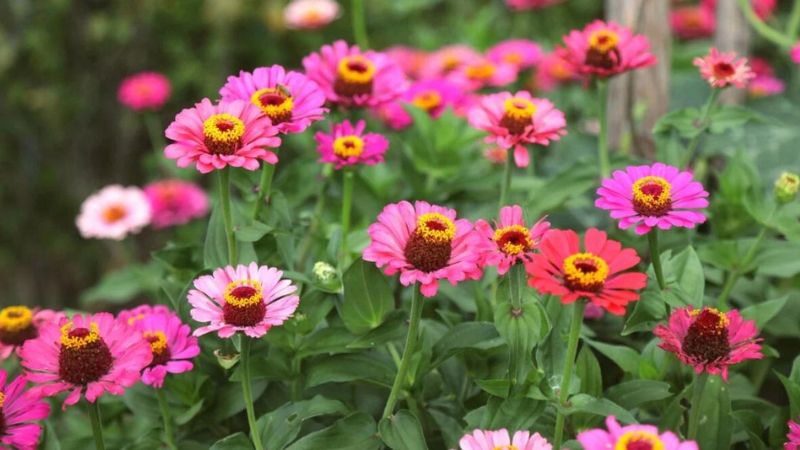 Top 10 Plants That Thrive in Sandy Soil