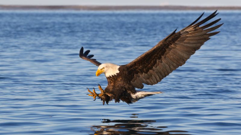 Bald Eagle Hotspots: The 10 Best States to Spot Them