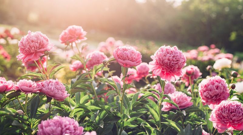 These Are the 9 Most Beautiful Flowering Shrubs to Plant in Your Garden