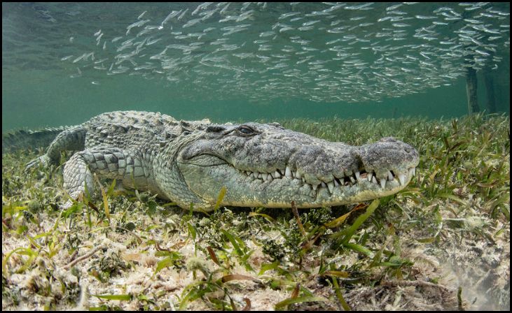 World's Largest Crocodiles