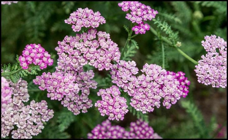 Top 10 Plants That Thrive in Sandy Soil